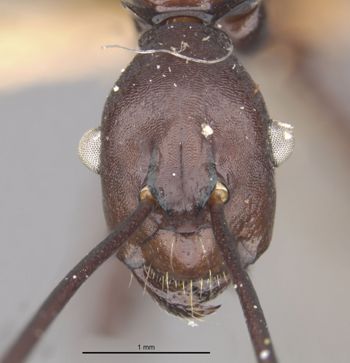 Media type: image;   Entomology 22955 Aspect: head frontal view